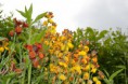 /album/fotogalerij/heemtuin07-05-14-129-jpg/